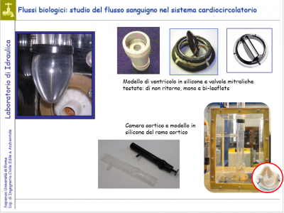 Flussi biologici