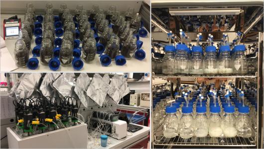 Biodegradabilità delle bioplastiche: studio dei meccanismi di alterazione fisica e degradazione biochimica delle bioplastiche in diverse condizioni ambientali