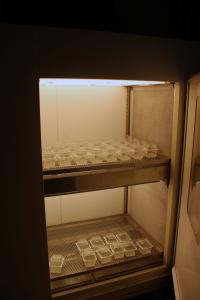 cella climatica