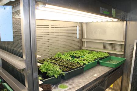 cella climatica cella climatica