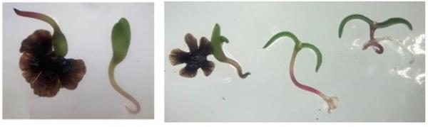 Semi germinati di Eokochia saxicola (Guss.) Freitag &amp;amp; G.Kadereit  