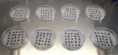 Test di germinazione