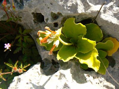 Primula palinuri Petagna in natura