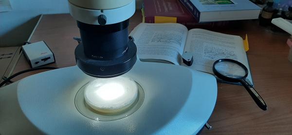 stereomicroscopio stereomicroscopio