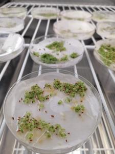 Test di germinazione di Primula palinuri Petagna