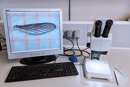 Analisi morfometriche e fenotipiche: stereomicroscopio con fotocamera e software specifici