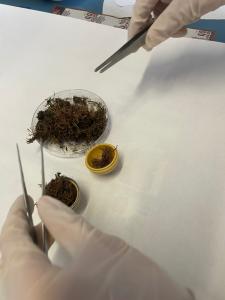 smistamento e processamento campioni